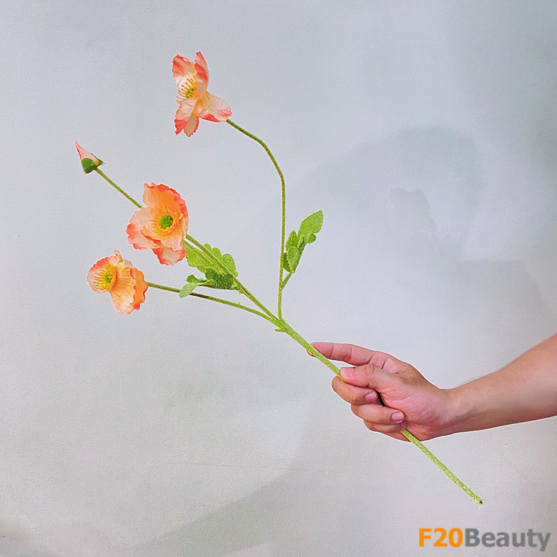 Hoa anh túc màu cam: Điểm nhân trong không gian sống