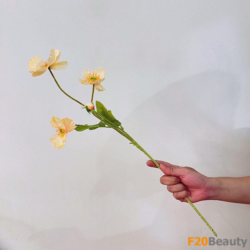 Hoa anh túc màu vàng: Điểm nhấn trong không gian sống