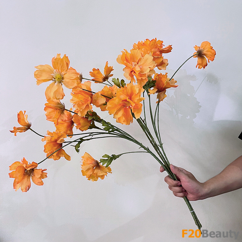 Hoa hải quỳ màu cam - Biểu tượng của sự lôi cuốn