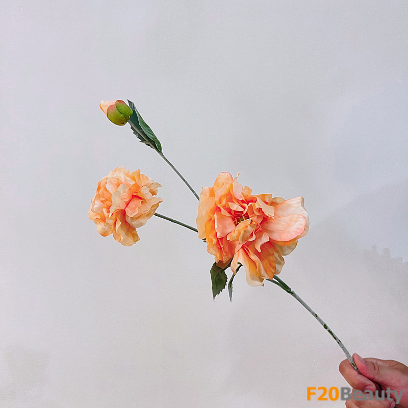 Sự lạc quan của màu cam: Hoa mẫu đơn tinh tế