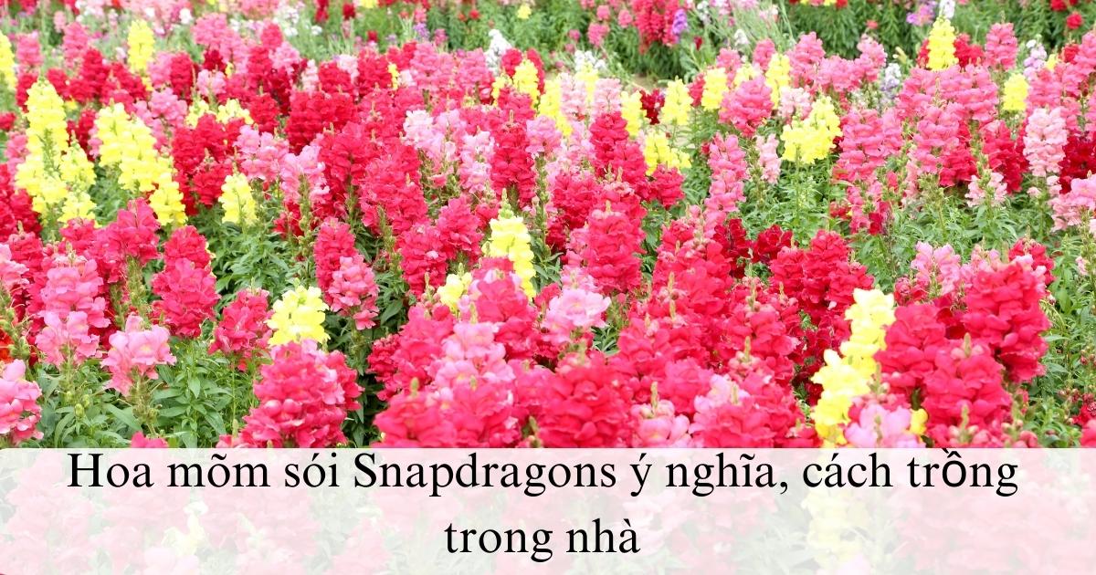 Hoa mõm sói Snapdragons ý nghĩa, cách trồng trong nhà
