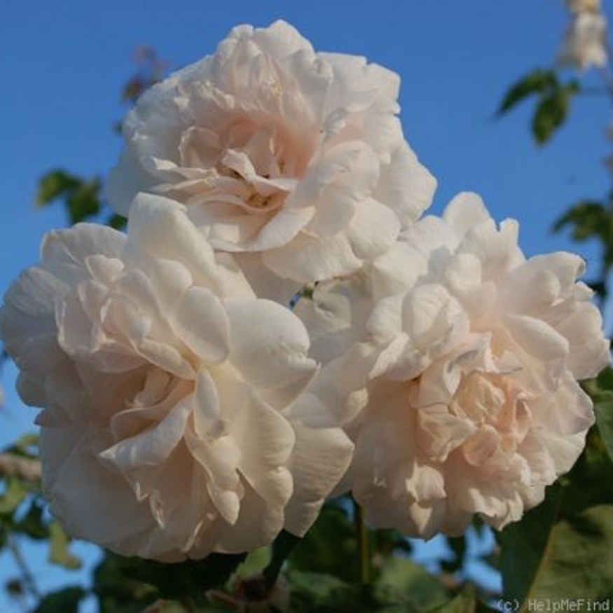 Hoa hồng Madame Alfred Carriere nở trong ánh nắng