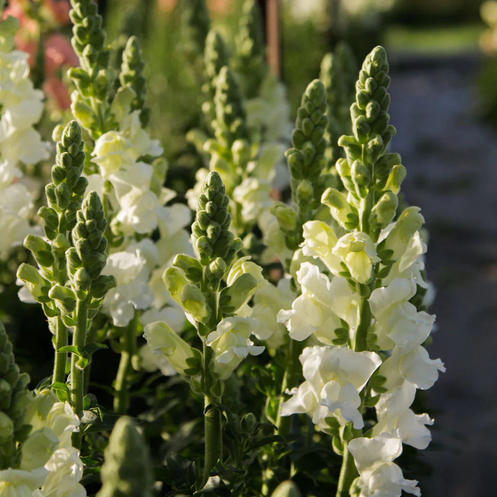 Hoa mõm sói màu trắng