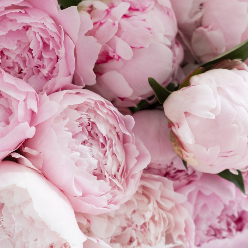 Hoa Paeonia màu hồng