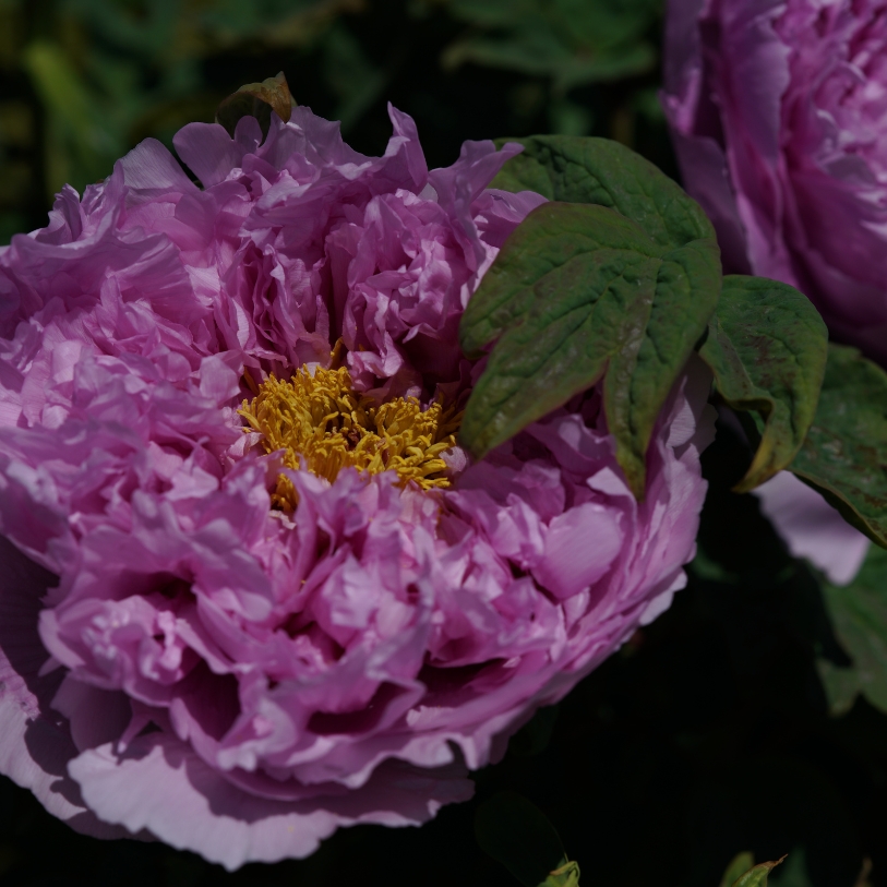 Hoa Paeonia màu tím: