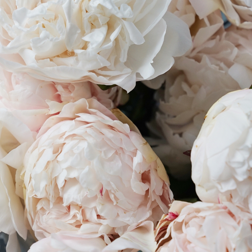 Hoa Paeonia màu trắng