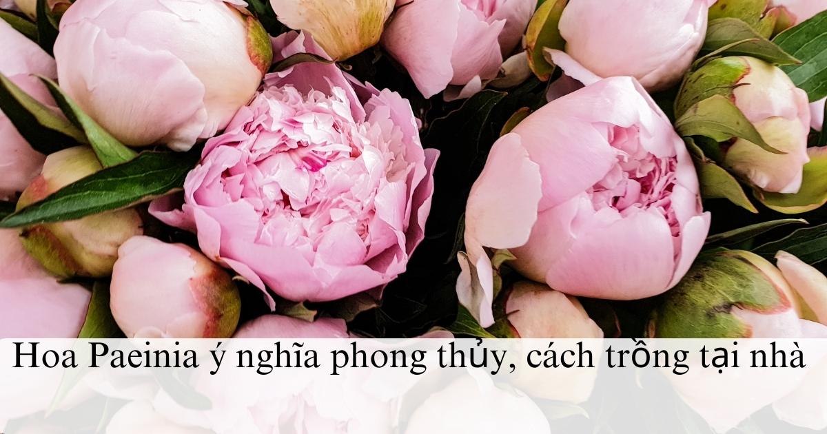 Hoa Paeinia ý nghĩa phong thủy, cách trồng tại nhà