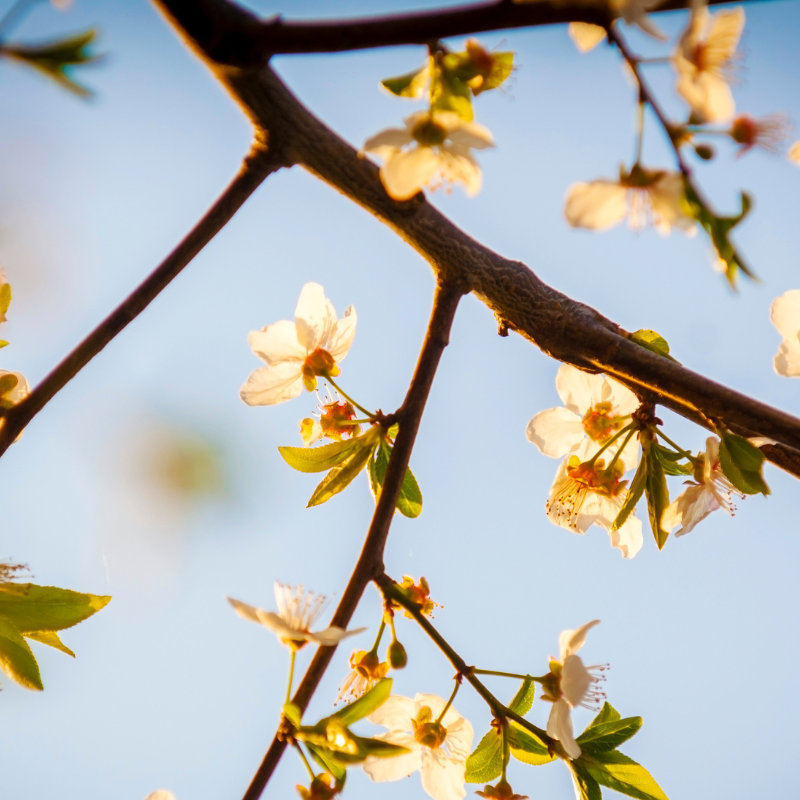 Hoa anh đào màu vàng - Biểu tượng của sự giàu có và thịnh vượng