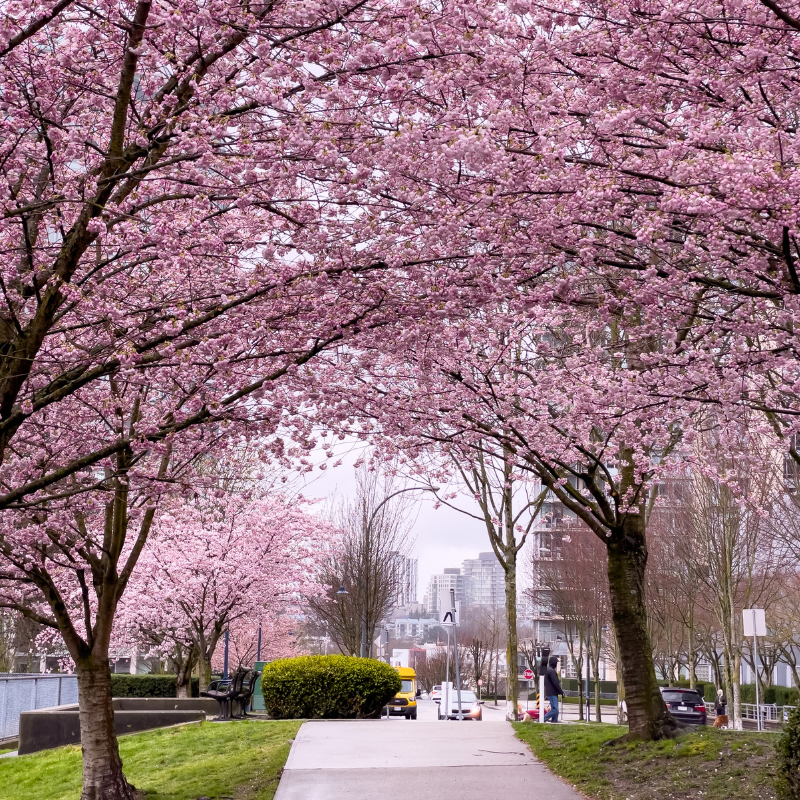 Hoa anh đào ý nghĩa phong thủy, cách trồng và chăm sóc tại nhà