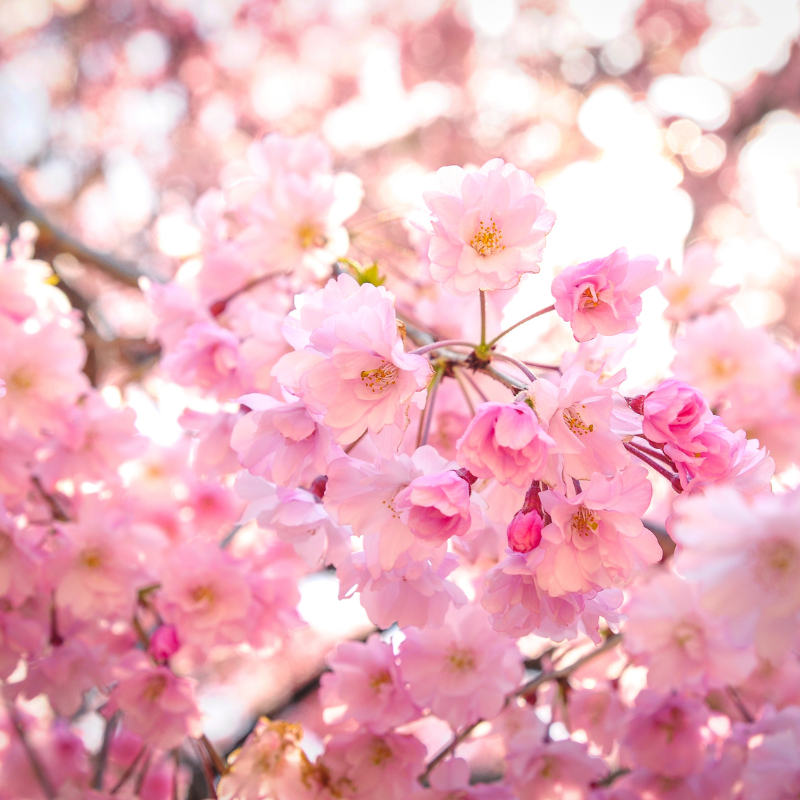 Hoa anh đào màu hồng - Thể hiện tình yêu và tình bạn