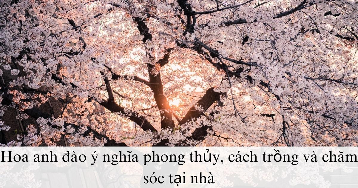Hoa anh đào ý nghĩa phong thủy, cách trồng và chăm sóc tại nhà