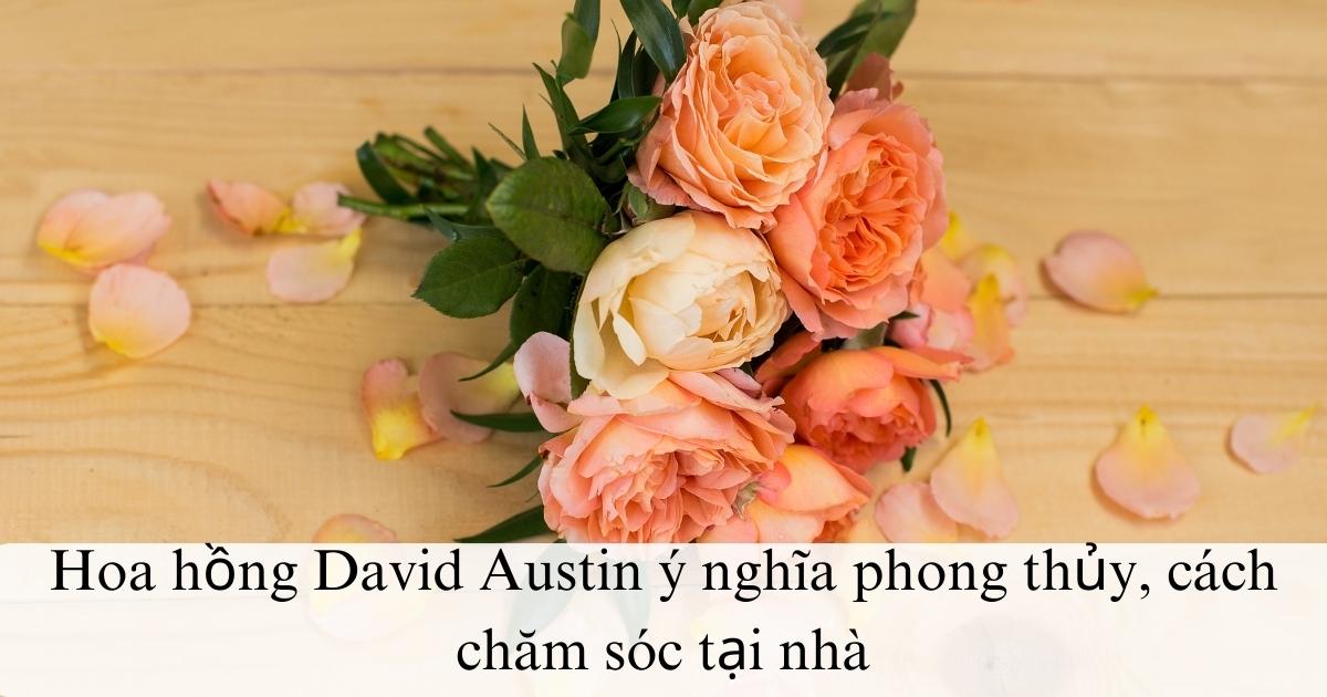 Hoa hồng David Austin ý nghĩa phong thủy, cách chăm sóc tại nhà