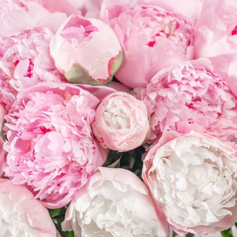 Hoa mẫu đơn sắc