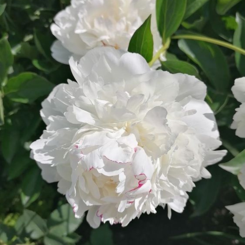 Hoa mẫu đơn trắng