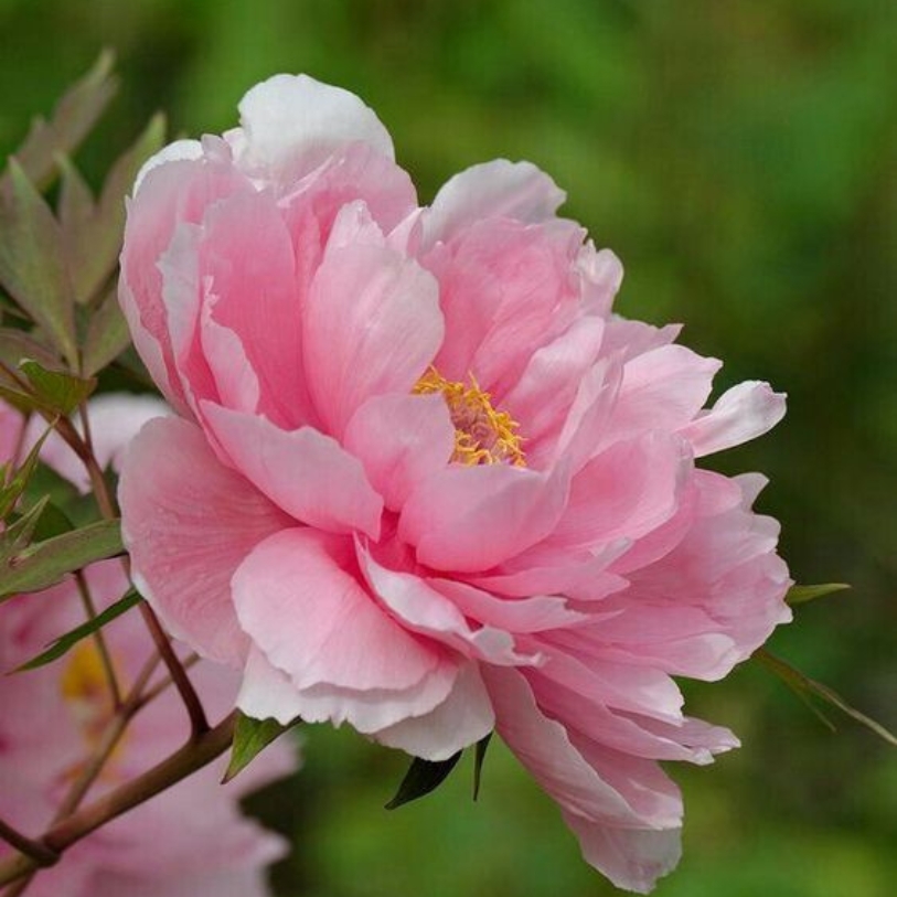 Hoa mẫu đơn hồng