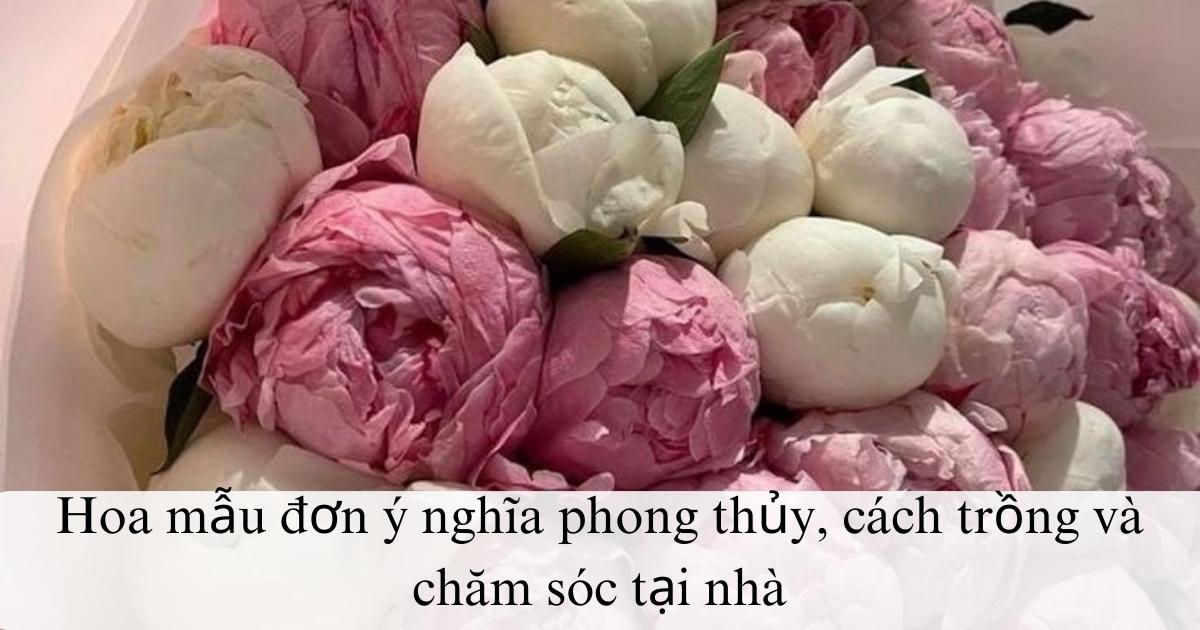 Hoa mẫu đơn ý nghĩa phong thủy, cách trồng và chăm sóc tại nhà