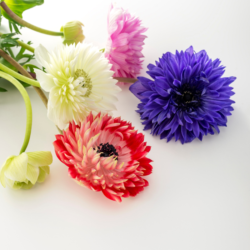 Hoa hải quỳ ý nghĩa phong thủy, cách trồng và chăm sóc trong nhà