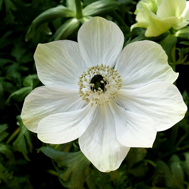 Hoa hải quỳ màu trắng - Sự tinh khiết, sạch sẽ và hạnh phúc gia đình