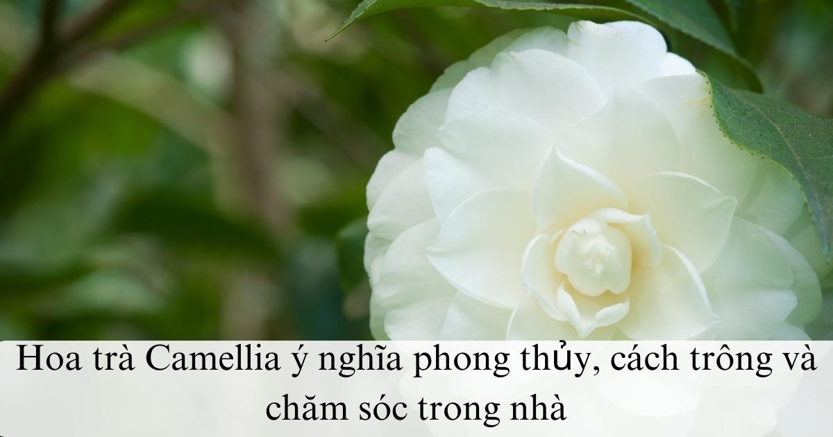 Hoa trà Camellia ý nghĩa phong thủy, cách trông và chăm sóc trong nhà