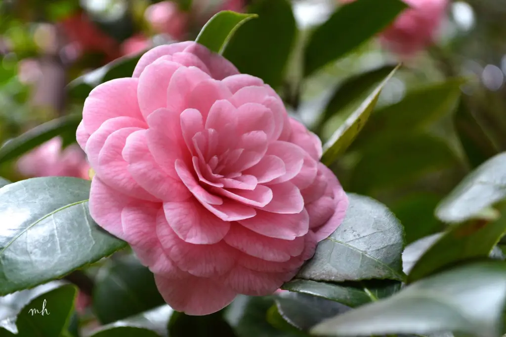 Hoa trà màu hồng