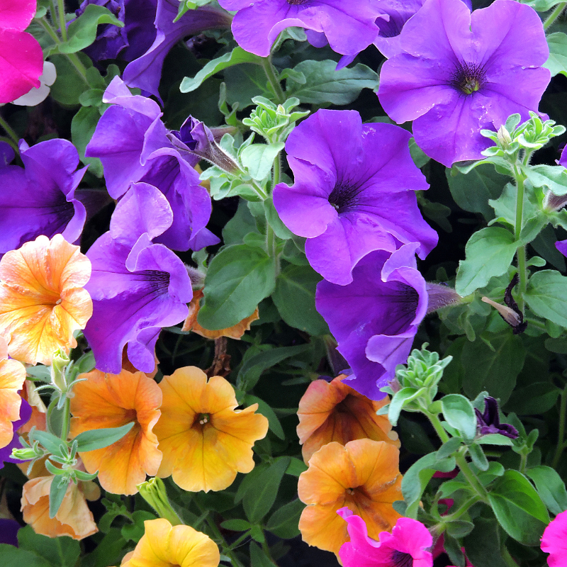 Hoa Artificial Morning Glory ý nghĩa phong thủy, cách trồng và chăm sóc trong nhà