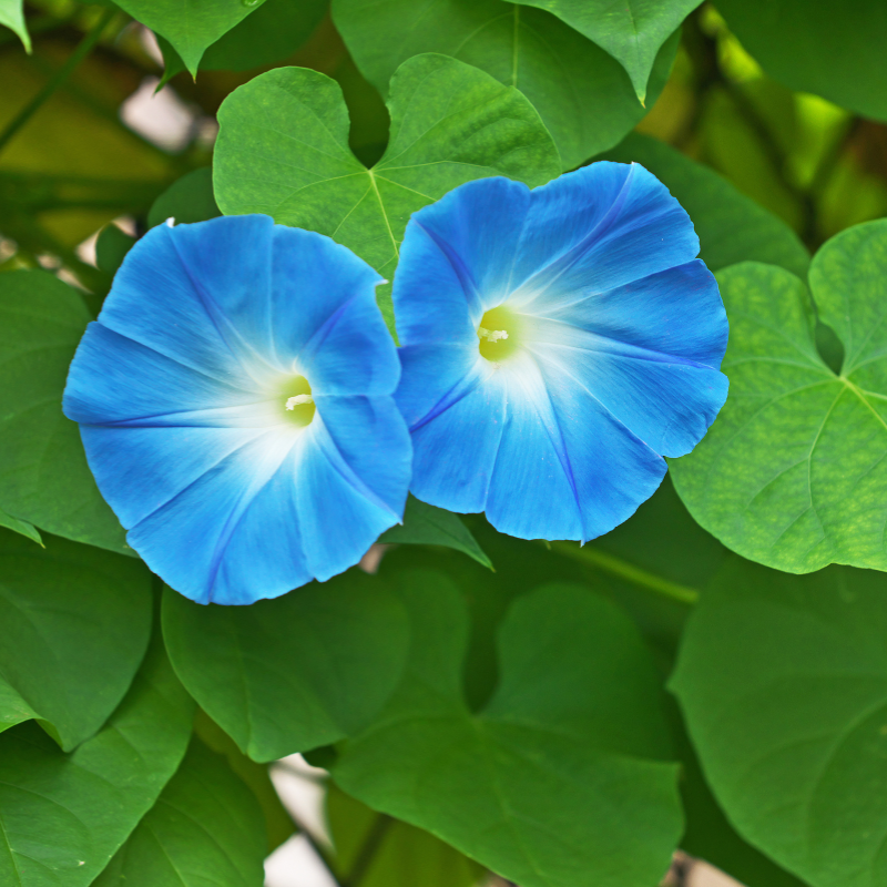 Hoa Artificial Morning Glory màu xanh - Sự thịnh vượng và sự cân bằng.