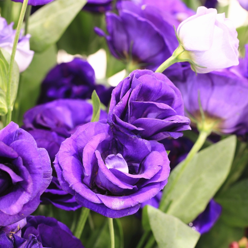 Hoa hồng Sydney tím đại diện cho sự quý phái, uy nghi và cả sự bí ẩn