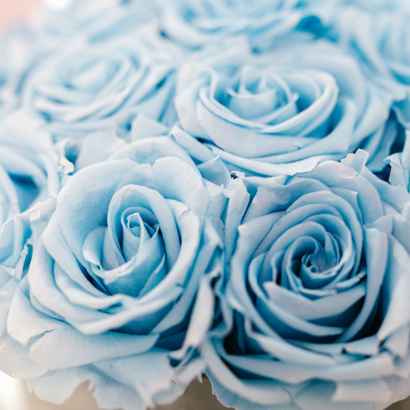 Hoa hồng Sydney xanh thường liên quan đến sự mới mẻ, hi vọng, và là sự khởi đầu mới