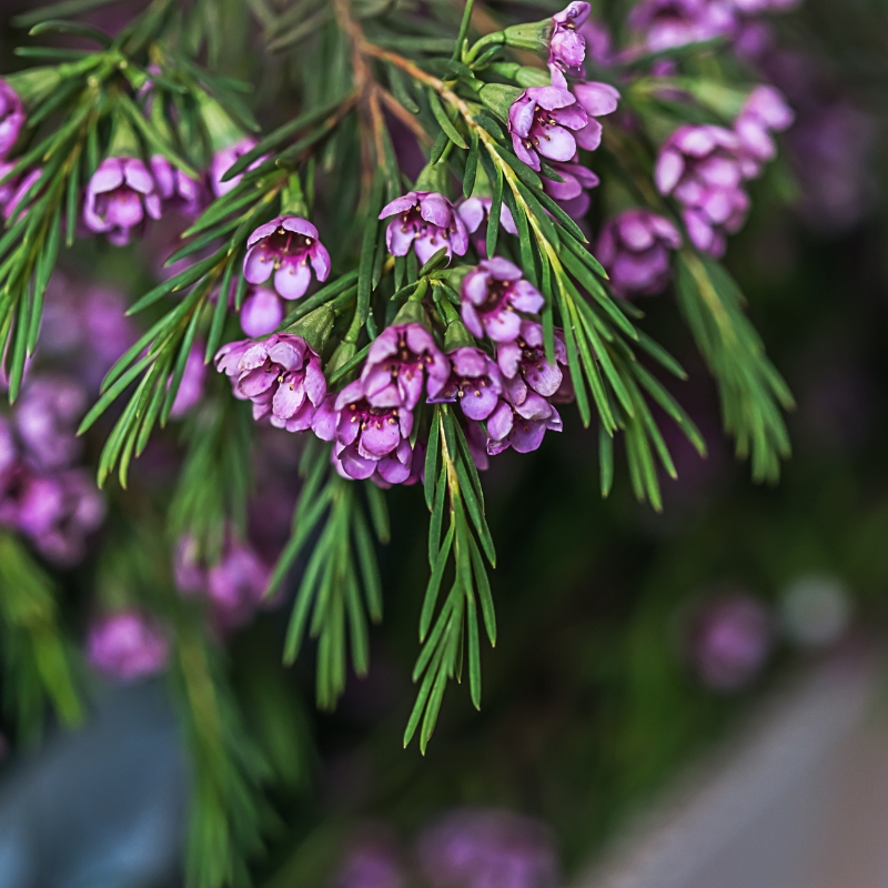 Hoa thanh liễu màu tím tượng trưng cho sự quý phái, tôn trọng và bí ẩn