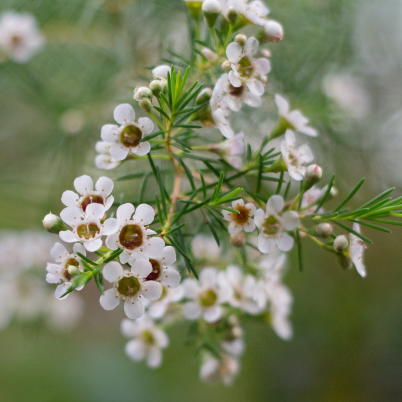 Hoa thanh liễu màu trắng thể hiện tinh khôi và sự tinh tế.
