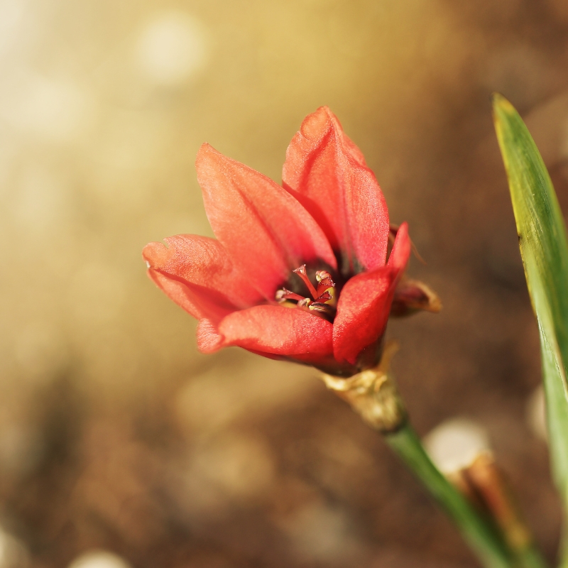 Hoa diên vĩ Sparaxis cam ấm áp