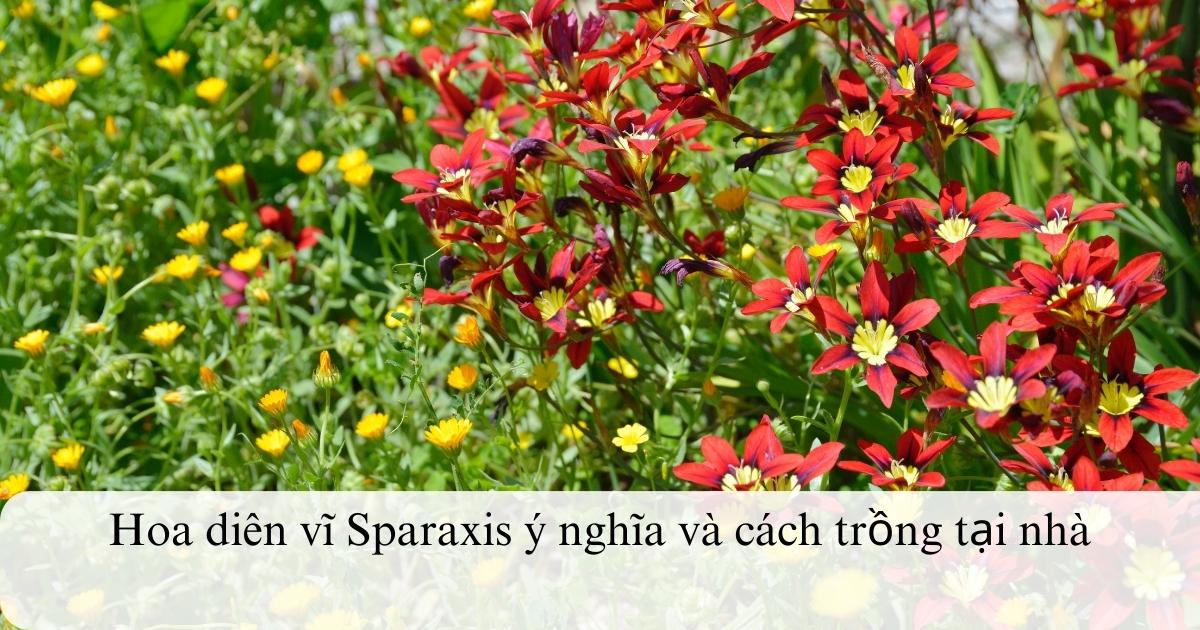 Hoa diên vĩ Sparaxis ý nghĩa và cách trồng tại nhà