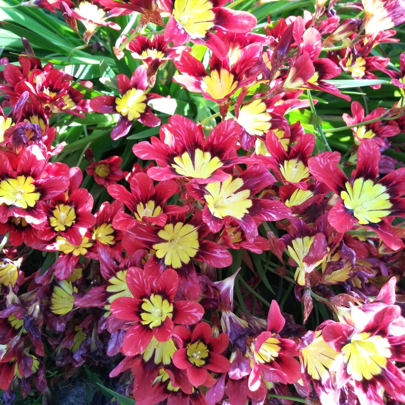 Vườn hoa diên vĩ Sparaxis