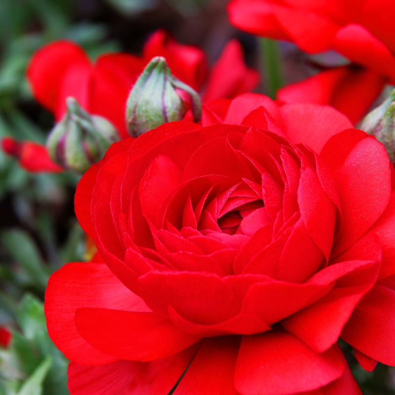 Hoa mao lương màu đỏ