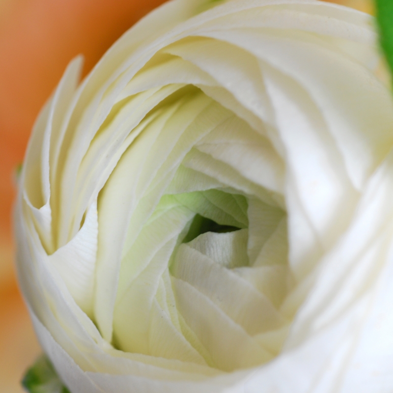 Hoa mao lương màu trắng