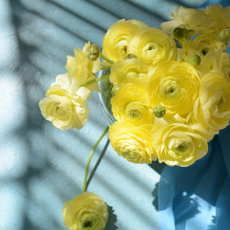 Hoa mao lương màu vàng