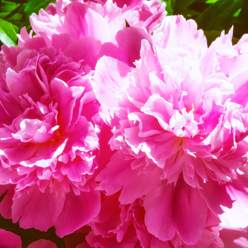 Hoa cúc mẫu đơn hồng