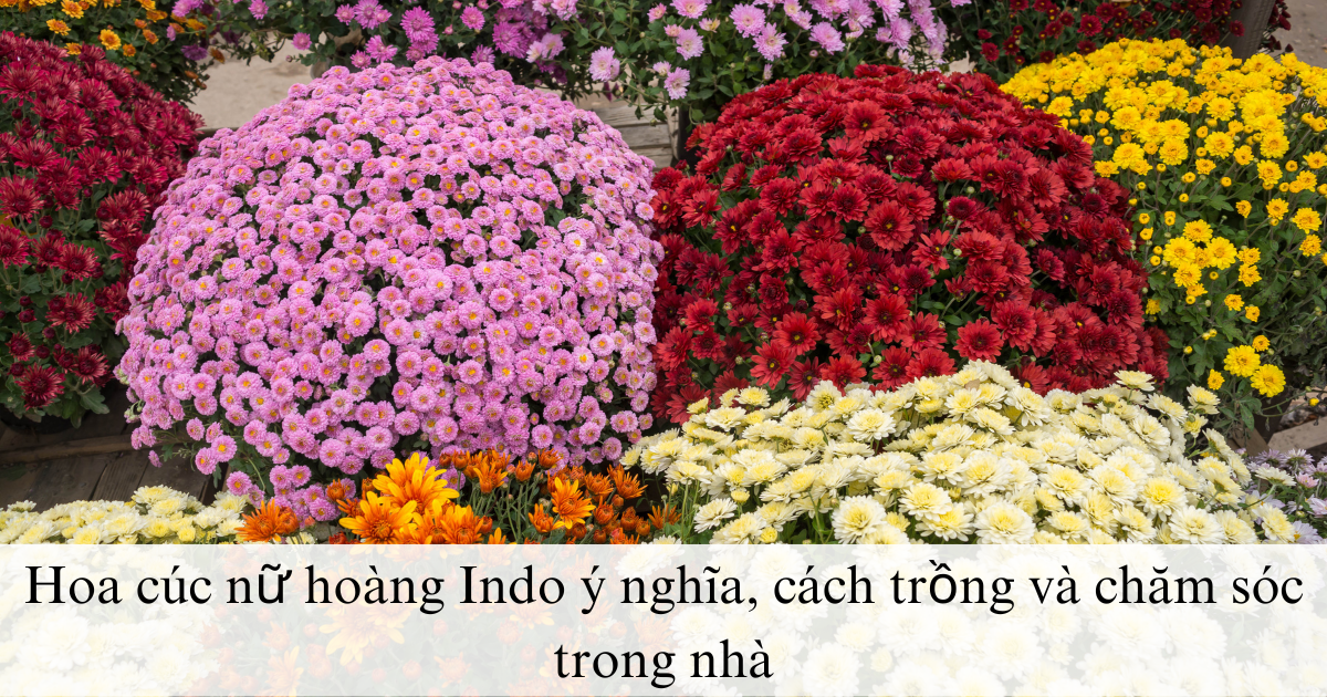 Hoa cúc nữ hoàng Indo ý nghĩa, cách trồng và chăm sóc trong nhà