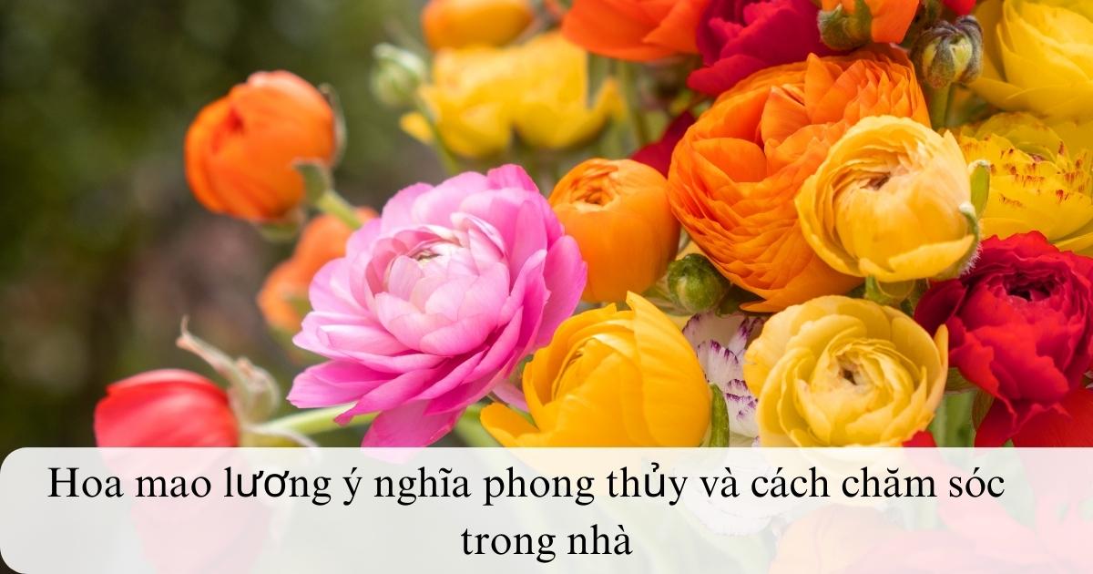 Hoa mao lương Persian ý nghĩa, cách trồng và chăm sóc