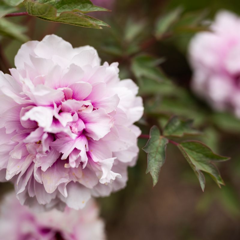 Hoa bạch thược tím