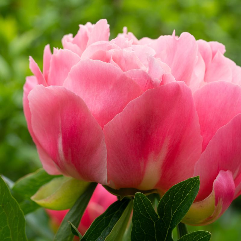 Hoa bạch thược hồng