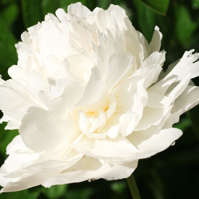 Hoa bạch thược trắng