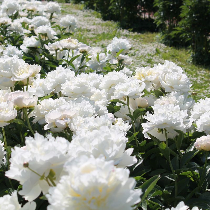 Vườn hoa bạch thược trong nắng