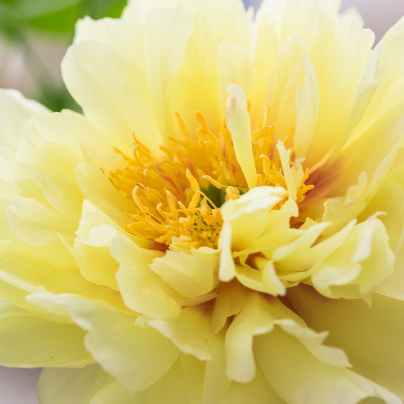 hoa bạch thược vàng