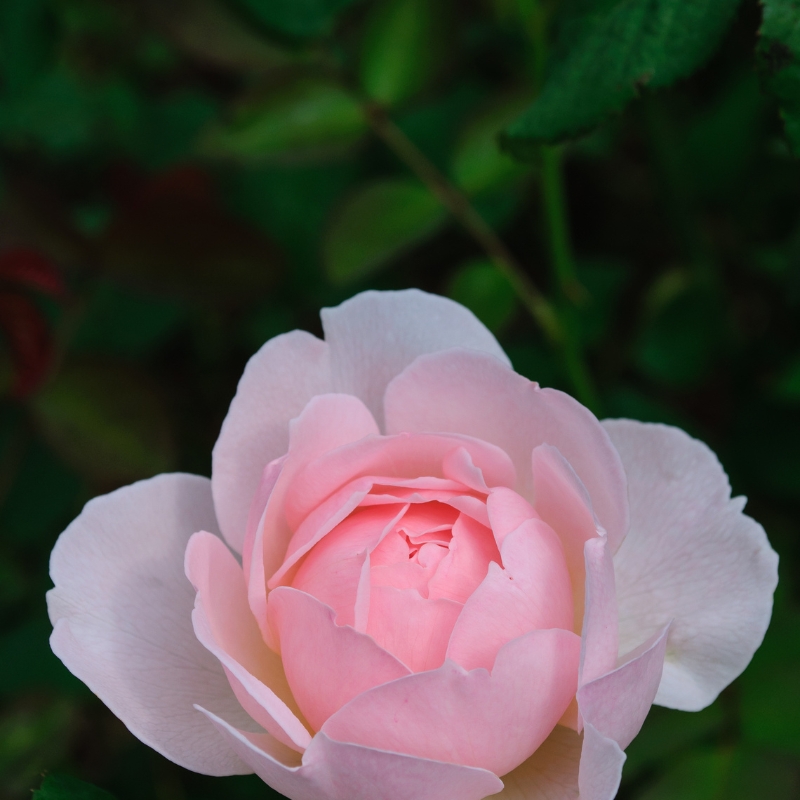 Hoa hồng Hoa hồng Shropshire Lad màu hồng nhạt