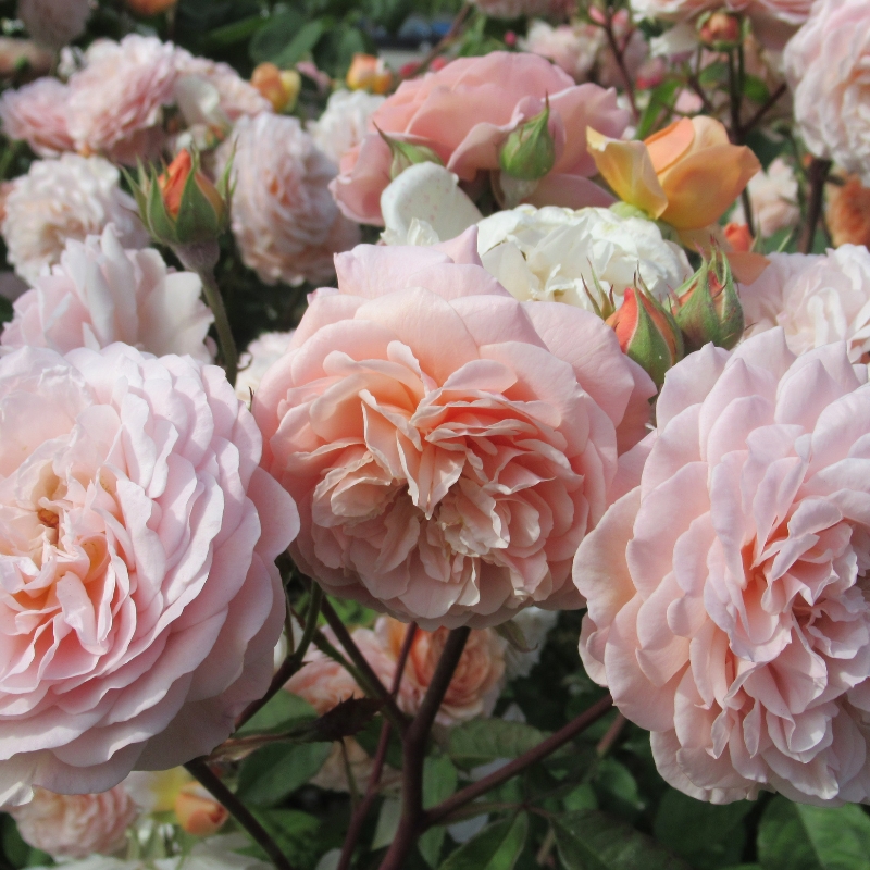 Vườn Hoa hồng Hoa hồng Shropshire Lad