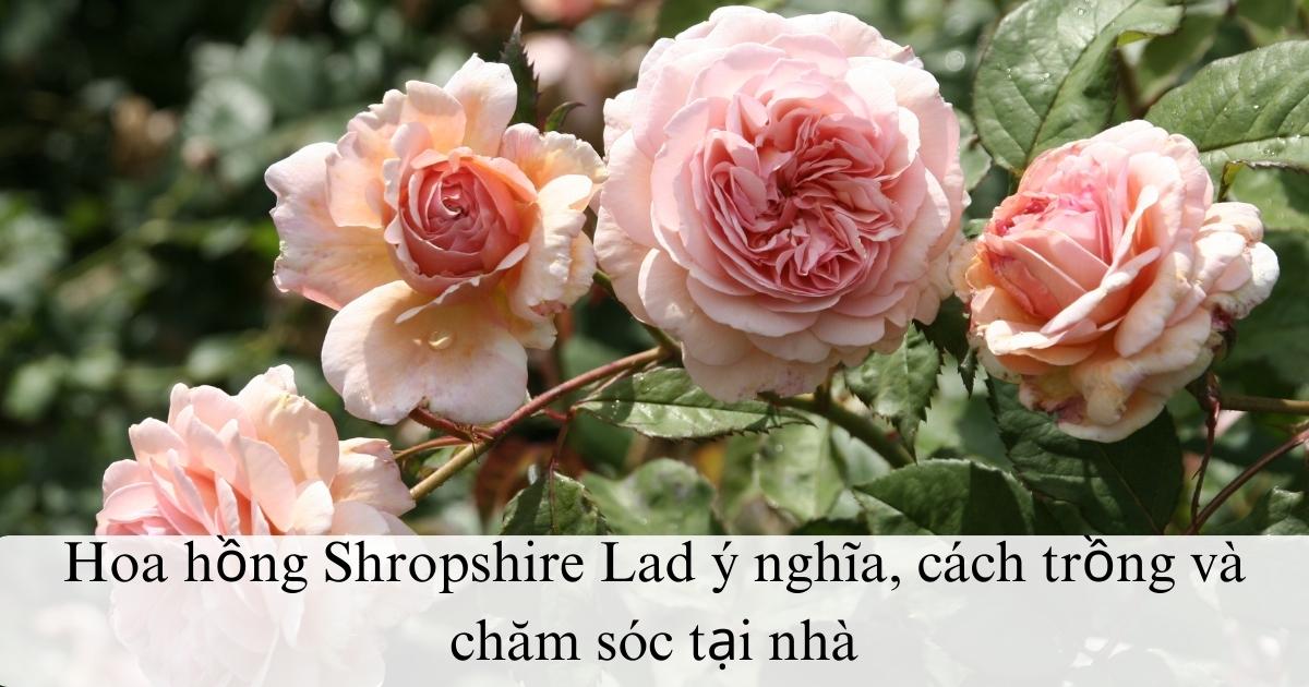 Hoa hồng Shropshire Lad ý nghĩa, cách trồng và chăm sóc tại nhà