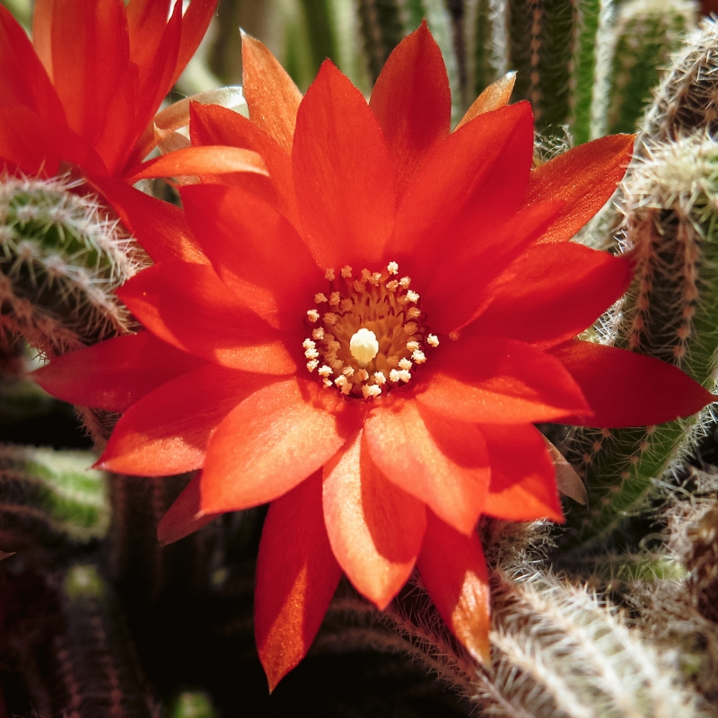 Hoa xương rồng Echinopsis màu đỏ