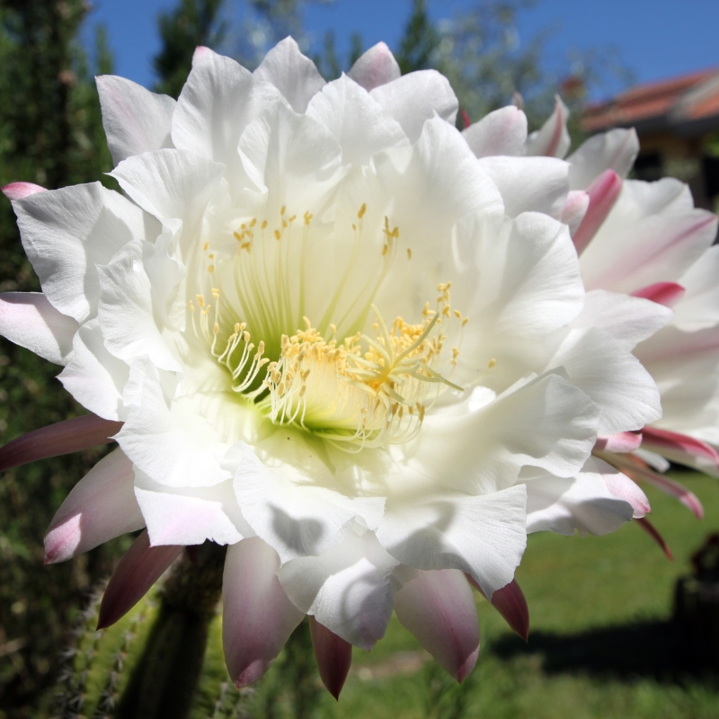 Hoa xương rồng Echinopsis màu trắng