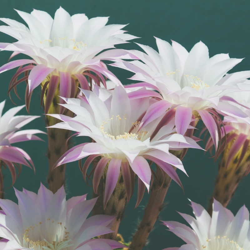 Hoa xương rồng Echinopsis kiên cường mạnh mẽ